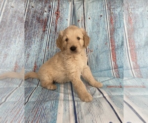 Goldendoodle Puppy for sale in STELLA, MO, USA