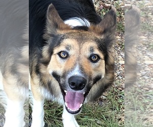 Mother of the Border Collie puppies born on 06/25/2025