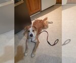 Small #4 Golden Retriever-Spaniel Mix