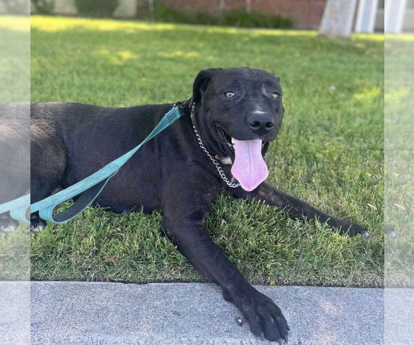 Medium Photo #13 Labrador Retriever-Unknown Mix Puppy For Sale in San Diego, CA, USA
