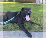 Small #12 Labrador Retriever Mix