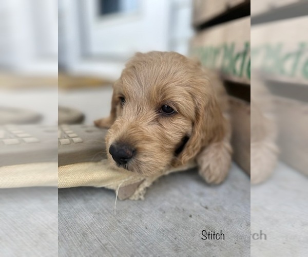 Medium Photo #3 Goldendoodle Puppy For Sale in ALLENDALE, MI, USA