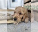 Small Photo #3 Goldendoodle Puppy For Sale in ALLENDALE, MI, USA