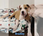 Small #2 American Pit Bull Terrier Mix