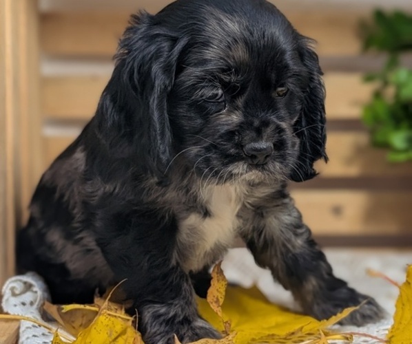 Medium Photo #13 Cocker Spaniel Puppy For Sale in GOSHEN, IN, USA