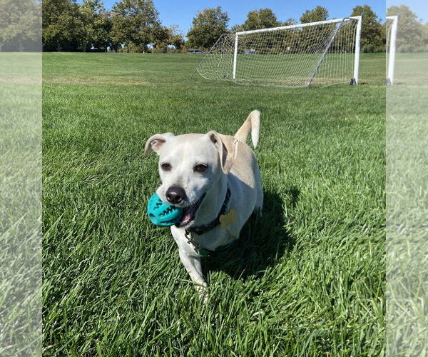 Medium Photo #1 Chihuahua-Unknown Mix Puppy For Sale in Davis, CA, USA