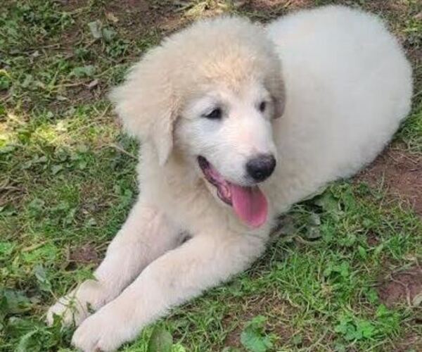 Medium Photo #1 Maremma Sheepdog Puppy For Sale in NORTH BRANCH, NY, USA