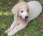 Puppy Puppy 3 Maremma Sheepdog