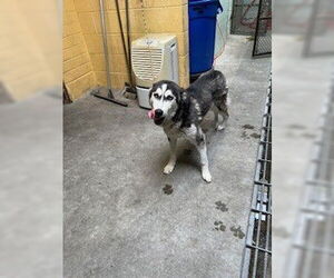 Siberian Husky Dogs for adoption in Stockton, CA, USA