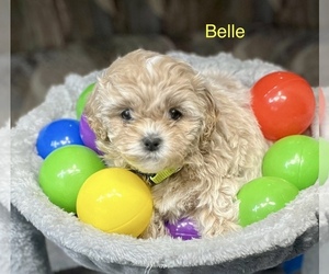 Poodle (Miniature)-ShihPoo Mix Puppy for sale in CRAWFORDSVLLE, IA, USA