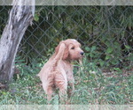 Puppy Puppy 2 Bear Goldendoodle