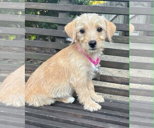 Dachshund-Unknown Mix Dogs for adoption in Holly Springs, NC, USA