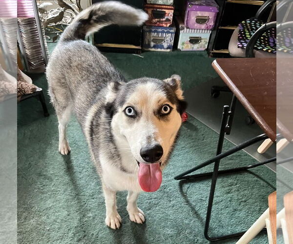 Medium Photo #10 Siberian Husky-Unknown Mix Puppy For Sale in HOUSTON, TX, USA