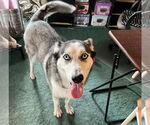 Small #9 Siberian Husky Mix