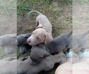 American Pit Bull Terrier-Cane Corso Mix Puppy for sale in NILES, MI, USA