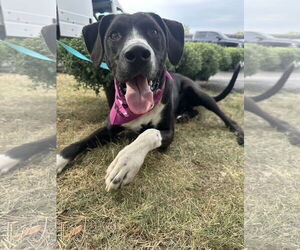 Border Collie-Unknown Mix Dogs for adoption in Germantown, OH, USA