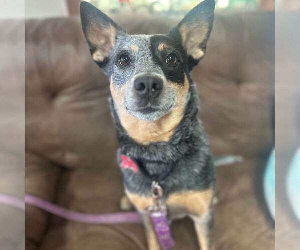 Medium Photo #5 Mutt Puppy For Sale in Fargo, ND, USA