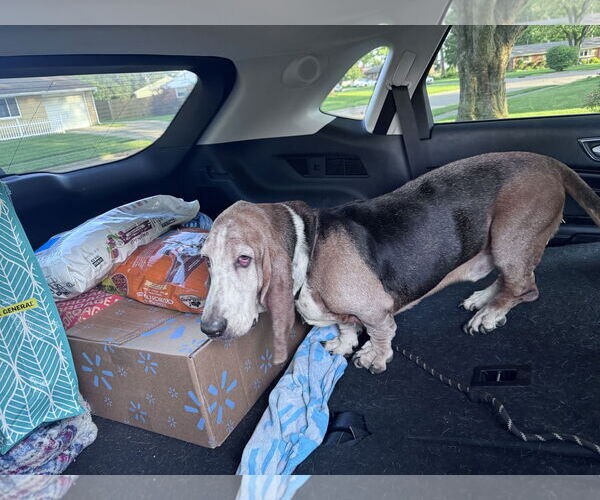 Medium Photo #7 Basset Hound Puppy For Sale in Brookville, OH, USA