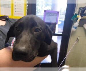 Labrador Retriever Dogs for adoption in Tulsa, OK, USA