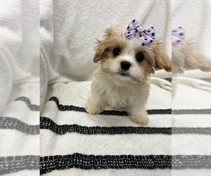 Cavapoo-Shih Tzu Mix Puppy for sale in RANDOLPH, MA, USA