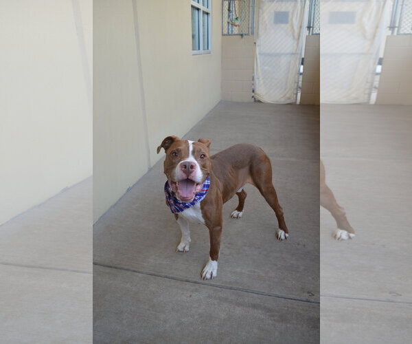 Medium Photo #2 American Pit Bull Terrier-Unknown Mix Puppy For Sale in McKinney, TX, USA