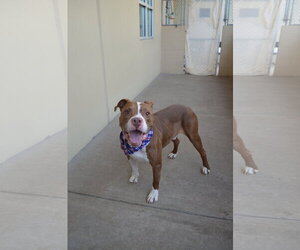 Titan - Male American Pit Bull Terrier-Unknown Mix Dog for Adoption - Photo #2