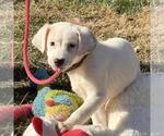 Small #3 Labrador Retriever Mix