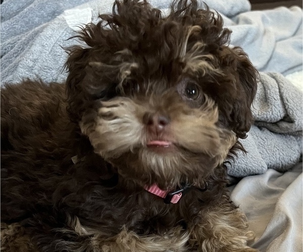 Medium Photo #11 Poodle (Toy)-ShihPoo Mix Puppy For Sale in MUNDELEIN, IL, USA