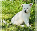 Small #2 German Shepherd Dog