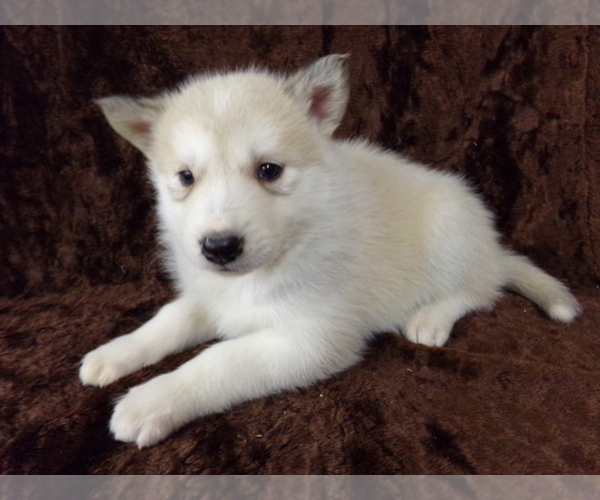 Medium Photo #3 Wolf Hybrid Puppy For Sale in SAINT IGNATIUS, MT, USA