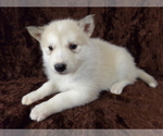 Small Photo #3 Wolf Hybrid Puppy For Sale in SAINT IGNATIUS, MT, USA