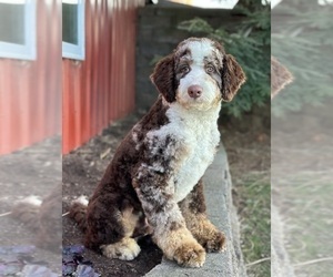 Father of the Bernedoodle puppies born on 04/12/2025