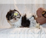 Small #22 Shih Tzu