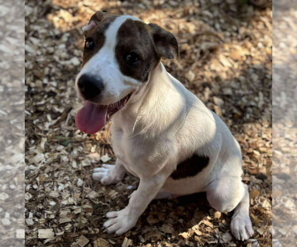 Medium Photo #4 Mutt Puppy For Sale in Oak Bluffs, MA, USA