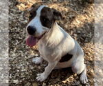 Small #3 Mutt