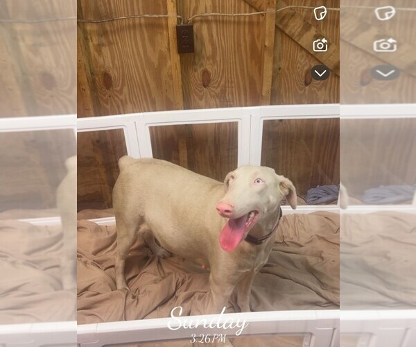 Medium Photo #2 Doberman Pinscher Puppy For Sale in FAYETTEVILLE, GA, USA