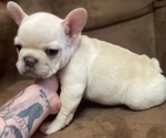 Small Photo #8 French Bulldog Puppy For Sale in SIOUX FALLS, SD, USA