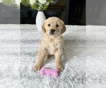 Small Photo #5 Golden Retriever Puppy For Sale in GREENFIELD, IN, USA