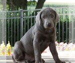 Small Photo #2 Labrador Retriever Puppy For Sale in DANVILLE, PA, USA
