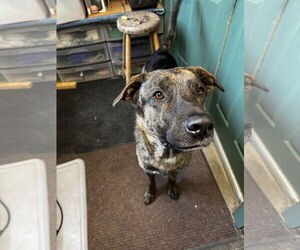Anatolian Shepherd-Labrador Retriever Mix Dogs for adoption in Pottstown, PA, USA