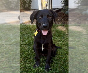 Dukke - Male Mutt Dog for Adoption - Photo #4