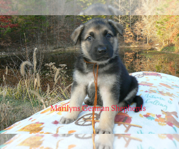 Medium Photo #2 German Shepherd Dog Puppy For Sale in PIEDMONT, MO, USA