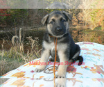 Small #1 German Shepherd Dog