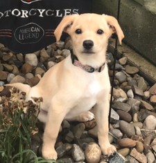 Labbe Puppy for sale in OAK HARBOR, OH, USA