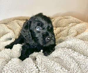 Labradoodle Puppy for sale in CAMAS, WA, USA