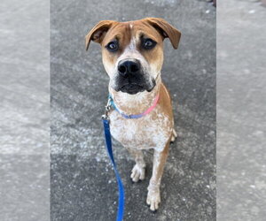 Coonhound-Unknown Mix Dogs for adoption in Evansville, IN, USA