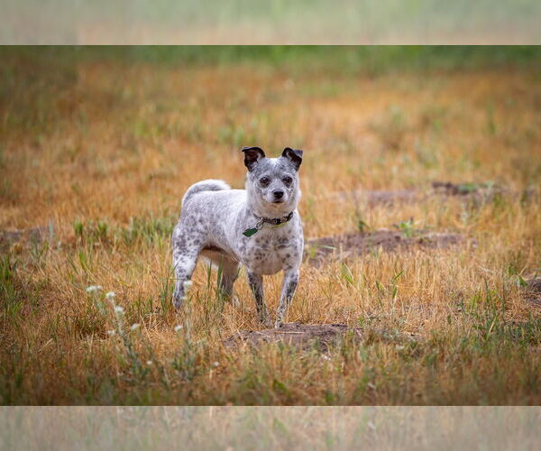 Medium Photo #6 Chiweenie Puppy For Sale in Princeton, MN, USA