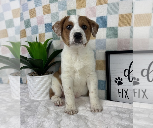 Medium Photo #5 Australian Cattle Dog Puppy For Sale in FRANKLIN, IN, USA