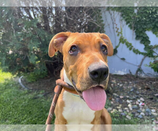 Medium Photo #2 Boxer-Unknown Mix Puppy For Sale in Minneapolis, MN, USA