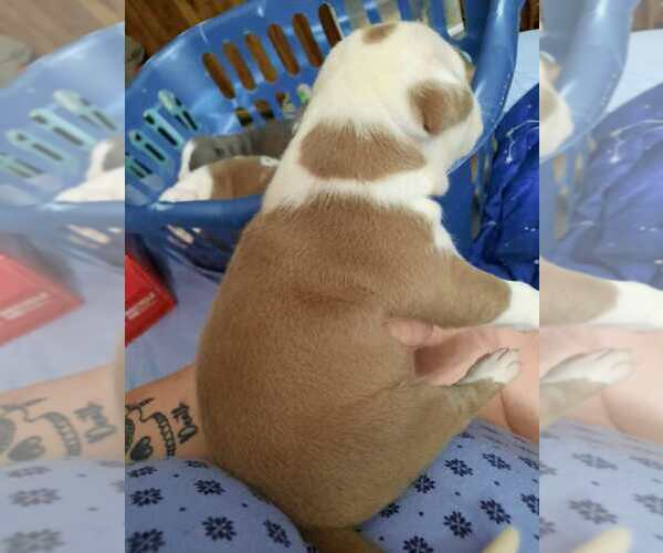 Medium Photo #14 American Pit Bull Terrier Puppy For Sale in DANNEBROG, NE, USA